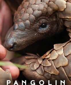 Loai te te hanh trinh kulu