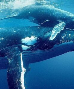 Ocean with David Attenborough